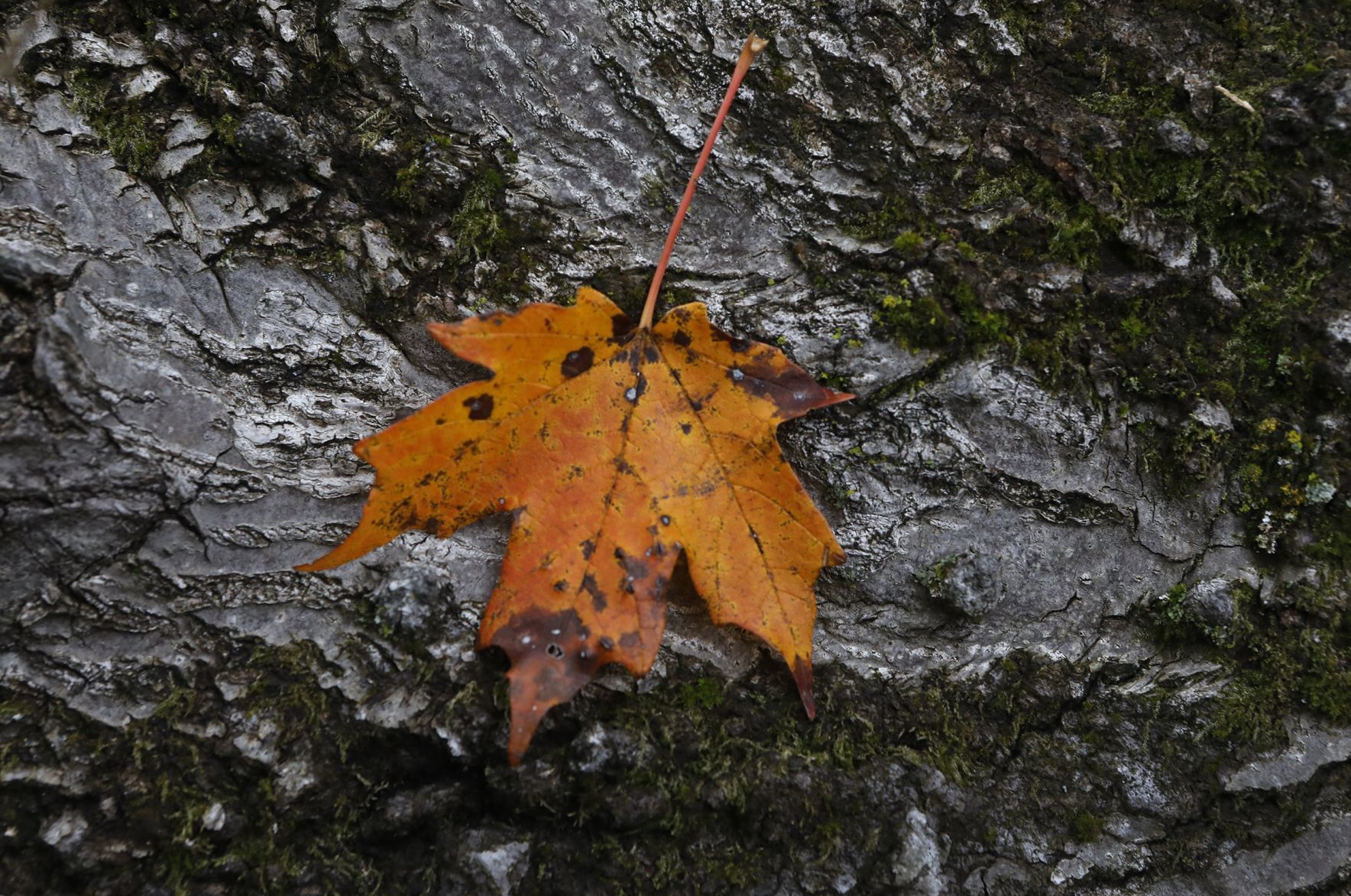 Fall Arrives in the St. Louis region